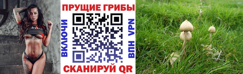 Псилоцибиновые грибы Psilocybine cubensis кракен tor Александровское где найти
